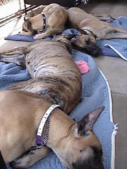 Great Danes Hawaii Animal Quarantine Station